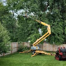 How Our Tree Care Process Works  in St Francisville, LA